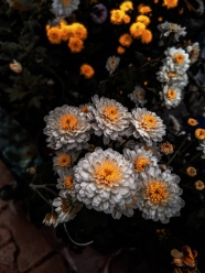 娇艳盛开的菊花图片