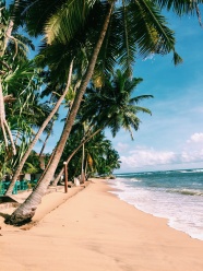 海边沙滩棕榈树图片