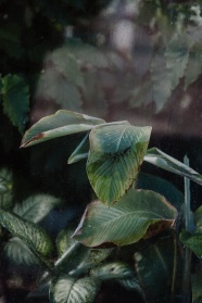 绿色长宽叶子植物图片
