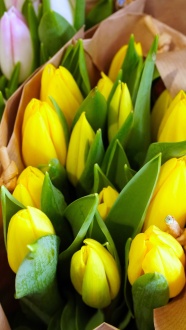 黄色郁金香韩式花束图片