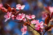 粉色桃花摄影图片