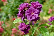 紫色玫瑰花朵图片