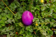 草丛彩色鸡蛋图片