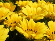 黄菊花花朵摄影图片
