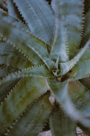 芦荟植物图片