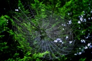 大蜘蛛网图片