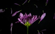 黑色背景下的紫色花朵图片