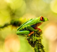 可爱绿纹树蛙图片