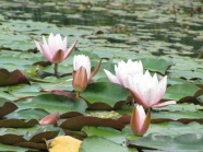 池塘莲花图片欣赏