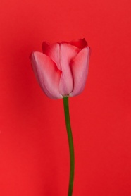 一枝红色郁金香花朵图片