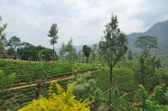 庄稼梯田风景图片