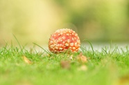 绿色清新草地蘑菇图片