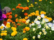 春季鲜花开发图片