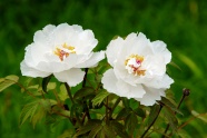 彩白色牡丹鲜花图片
