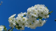 樱花枝洁白樱花图片