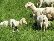 草地绵羊放牧图片