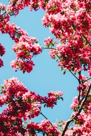 仰拍粉色樱花图片