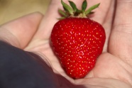 一个大红草莓图片