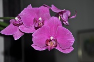 紫色兰花花朵图片