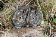 草丛两只灰色兔子图片