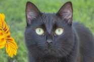 黑猫瞪眼图片