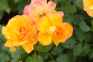 橙色玫瑰花朵摄影图片