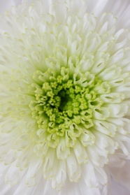 白色菊花微距图片