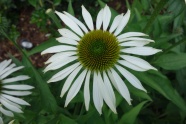 白色松果菊花朵图片