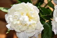 白色牡丹花朵摄影图片
