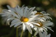 白色雏菊花花朵图片