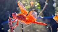 一只红色蜻蜓图片