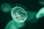 绿色透明水母海蜇图片
