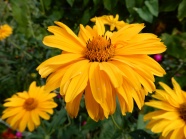 黄色菊花花朵绽放图片