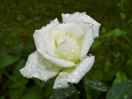 雨后白色玫瑰花朵图片