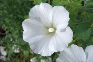 纯白色木槿花图片