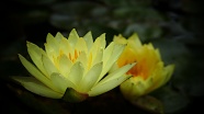 黄色睡莲开花图片