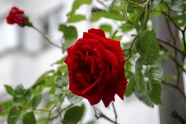 大红玫瑰花朵开花图片