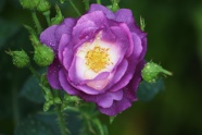 紫色玫瑰花微距图片