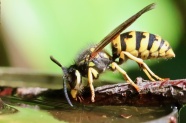 展翅蜜蜂摄影图片