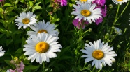 灿烂白菊花图片