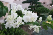 白色三角梅花朵图片