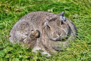 灰色兔子睡觉图片