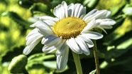 白色雏菊花朵图片