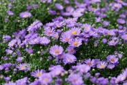 漂亮紫色雏菊花图片