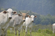 白色牛群放牧图片