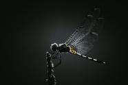 黑色蜻蜓图片素材