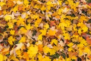 秋天地面黄色落叶图片