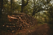砍伐树木木头图片