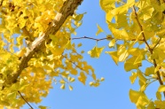 黄色银杏树叶子图片