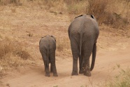 荒野大象小象行走图片